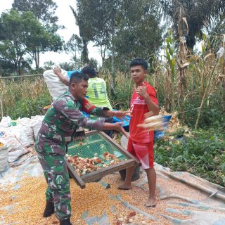 Pasca Panen..!! Babinsa Koramil 06 Kerajaan Bantu Warga Binaan Menggiling Jagung