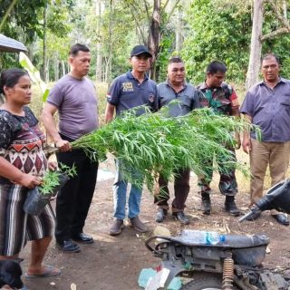 Sinergitas TNI-Polri, Babinsa Koramil 04/Tigalingga Bersama Polsek Tigalingga Berhasil Temukan Ladang Ganja