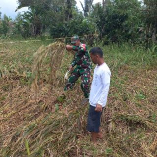 Dukung Ketahanan Pangan..!! Babinsa Koramil 06 Kerajaan Bantu Petani Panen Padi
