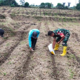 Tingkatkan Produksi Pertanian, Babinsa Koramil 01 Sumbul, Dampingi Petani Menanam Jagung
