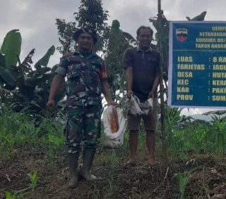 Personil Koramil 06 Kerajaan Bersama Poktan Laksanakan Pemupukan Jagung Di Lahan Demplot