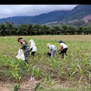 Babinsa Koranil 05 Tanah Pinem Bantu Petani Pemupukan Tanaman Jagung.