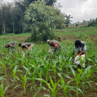 Sukseskan Ketahanan Pangan Di Wilayah,Babinsa Bantu Warga Binaan Memupuk Jagung