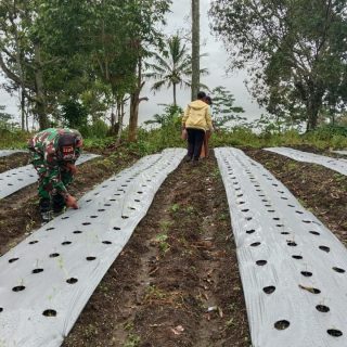 Tingkatkan Ketahanan Pangan Di Wilayah Binaan,Babinsa Bersama Aparat Desa Lakukan Penanaman Cabai Dan Tomat