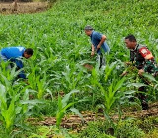 Babinsa Koramil 06 Kerajaan Bantu Petani Membersihkan Rumput Dari Tanaman Jagung
