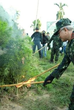 Kepala BNN RI Pimpin Pemusnahan Lahan Ganja Di Aceh Utara