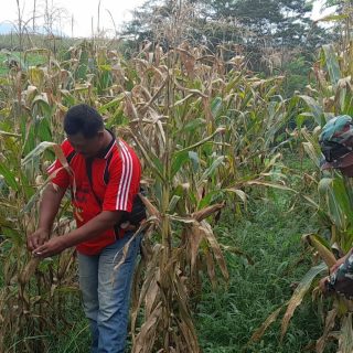 Babinsa Koramil 06 Kerajaan Lakukan Pengecekan Tanaman Jagung Di Wilayah Binaaan
