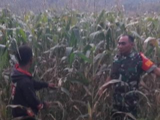 Sukseskan Ketahanan Pangan Di Wilayah Binaan,Babinsa Dampingi Petani Merawat Tanaman Jagung