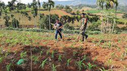 Jaga Ketahanan Pangan Di Wilayah Binaan,Babinsa Bantu Petani Bersihkan Hama Tanaman Jagung