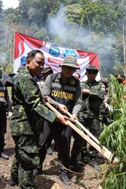 BNN Musnahkan Lahan Ganja Di Aceh Besar