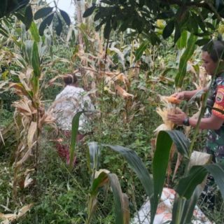 Tingkatkan Produksi Pangan,Babinsa Koramil 06 Kerajaan Dampingi Petani Memanen Jagung