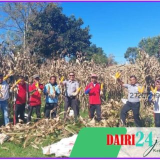 Dukung Program Ketahanan Pangan, Rutan Kelas IIB Sidikalang Panen Raya Jagung