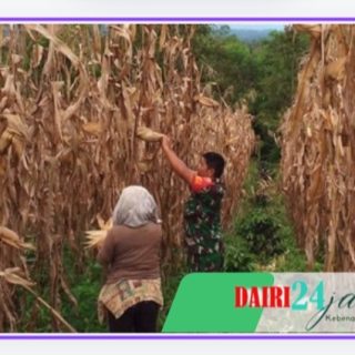 Babinsa Bantu Petani Panen Jagung Wujudkan Ketahanan Pangan di Wilayah Binaan