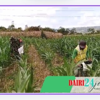 Sukseskan Ketahanan Pangan, Babinsa Bantu Petani Memupuk Tanaman Jagung