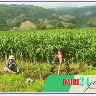 Berdayakan Hanpang, Babinsa Koramil 05/ TP Bantu Warga Binaan Bersihkan Lahan Pertanian