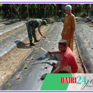 Babinsa Koramil 05/ TP Melaksanakan Pendampingan Ketahanan Pangan Kepada Petani Cabai