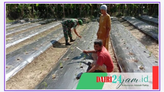 Babinsa Koramil 05/ TP Melaksanakan Pendampingan Ketahanan Pangan Kepada Petani Cabai