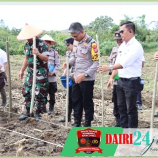 Jalankan Program Ketahanan Pangan, Kapolres Dairi Tanam Jagung Seluas 1 Hektar