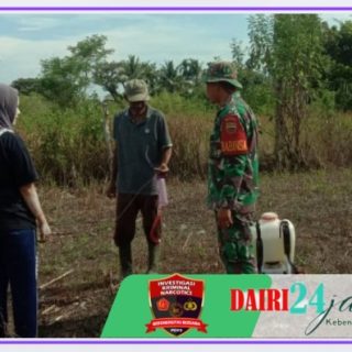Babinsa Koramil 05/ Tanah Pinem Dampingi Warga Membersihkan Lahan Jagung