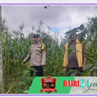 Laksanakan Program 100 Hari Kerja Presiden RI, Kapolsek Parbuluan Cek Lahan Ketahanan Pangan 