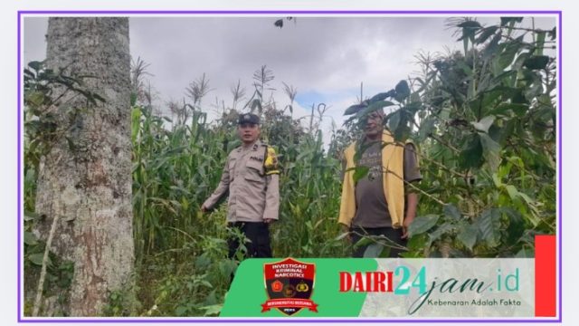 Laksanakan Program 100 Hari Kerja Presiden RI,Kapolsek Parbuluan Cek Lahan Ketahanan Pangan 