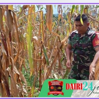 Wujudkan Ketahanan Pangan Babinsa Bantu Petani Panen Jagung