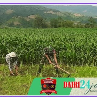 Babinsa Koramil 05/ TP Bantu Warga Binaan Bersihkan Lahan Jagung
