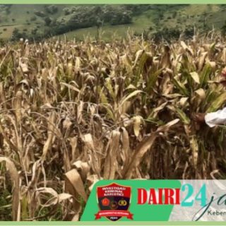 Babinsa Koramil 05/ Tanah Pinem Bantu Warga Binaan Panen Jagung
