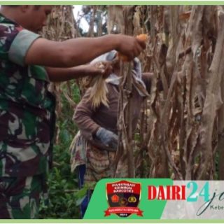 Babinsa Bantu Panen Jagung Petani Wujudkan Ketahanan Pangan