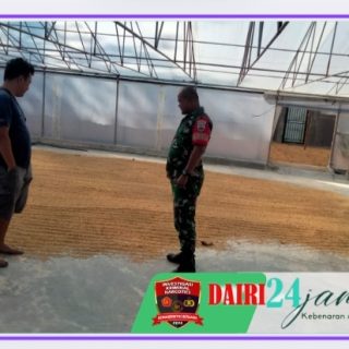 Pastikan Stok Gabah dan Beras, Babinsa Koramil  Sambangi Kilang Padi