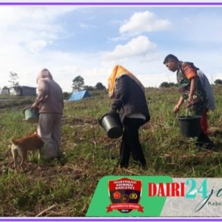 Sukseskan Ketahanan Pangan, Babinsa Bantu Petani Pupuk Tanaman Jagung