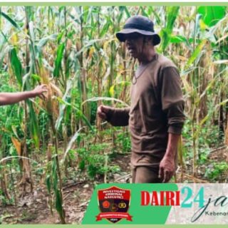 Tingkatkan Ketahaan Pangan, Babinsa Koramil 05/ Tanah Pinem Komsos Dengan Petani Jagung