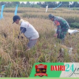 Babinsa Koramil 01/ Sumbul Lakukan  Pendampingan dan Bantu Petani Panen Padi   
