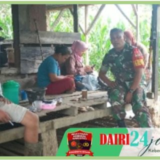 Gubuk Sederhana Jadikan Sarana Komsos Babinsa Dengan Petani Jagung