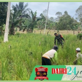 Dukung Ketahanan Pangan, Babinsa Bantu Petani Lakukan Penyiangan Padi Gogo