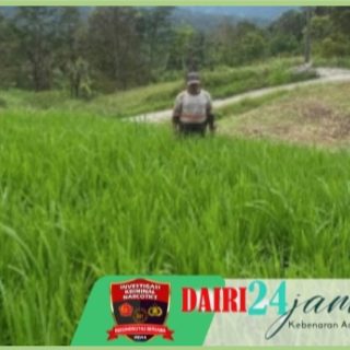 Dukung Ketahanan Pangan, Babinsa Cek Pertumbuhan Padi Gogo