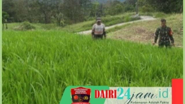 Dukung Ketahanan Pangan, Babinsa Cek Pertumbuhan Padi Gogo