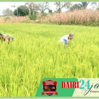Babinsa Koramil 01/ Sumbul Turun ke Sawah, Bantu Petani Bersihkan Gulma Pada Tanaman Padi 