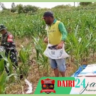 Wujud Kepedulian Babinsa Koramil 01/ Sumbul Bantu Petani Pemupukan Jagung