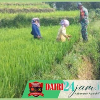 Babinsa Koramil Kerajaan Tinjau Tanaman Padi Warga Desa Kuta Dame