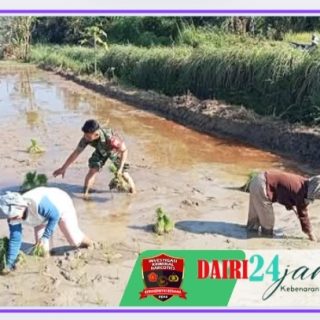 Babinsa Dampingi Petani Melaksanakan Penanaman Padi