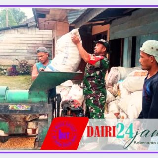 Tingkatkan Swasembada Pangan, Babinsa Koramil 01/Sumbul Bantu Petani Giling Jagung