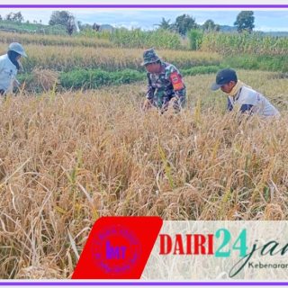 Babinsa Koramil 01/Sumbul Kodim 0206/Dairi Pendampingan dan Bantu Petani Panen Padi