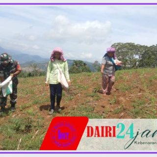 Dukung Ketahanan Pangan, Babinsa Koramil 05/ TP Laksanakan Pendampingan Petani Menam Jagung