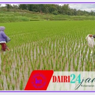 Dukung Ketahanan Pangan, Babinsa Bantu Petani Pupuk Tanaman Padi