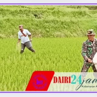 Babinsa Bantu Petani Pupuk Tanaman Padi, Dukung Ketahanan Pangan