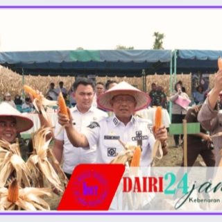 Bupati Dairi Panen Raya Jagung Bersama Di Lahan Binaan Polres Dairi, Panen Selanjutnya Dipastikan Akan Dibeli Oleh Perumda