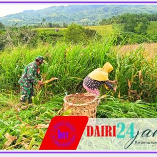 Babinsa Koramil 05/Tanah Pinem Laksanakan Panen Jagung Bersama Warga Desa Mangan Molih