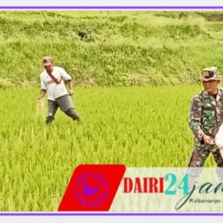 Babinsa Bantu Petani Pupuk Tanaman Padi, Dukung Ketahanan Pangan