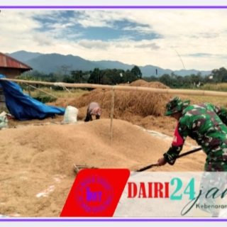 Pasca Panen, Babinsa Koramil 01/Sumbul Dampingi Petani Jemur Padi